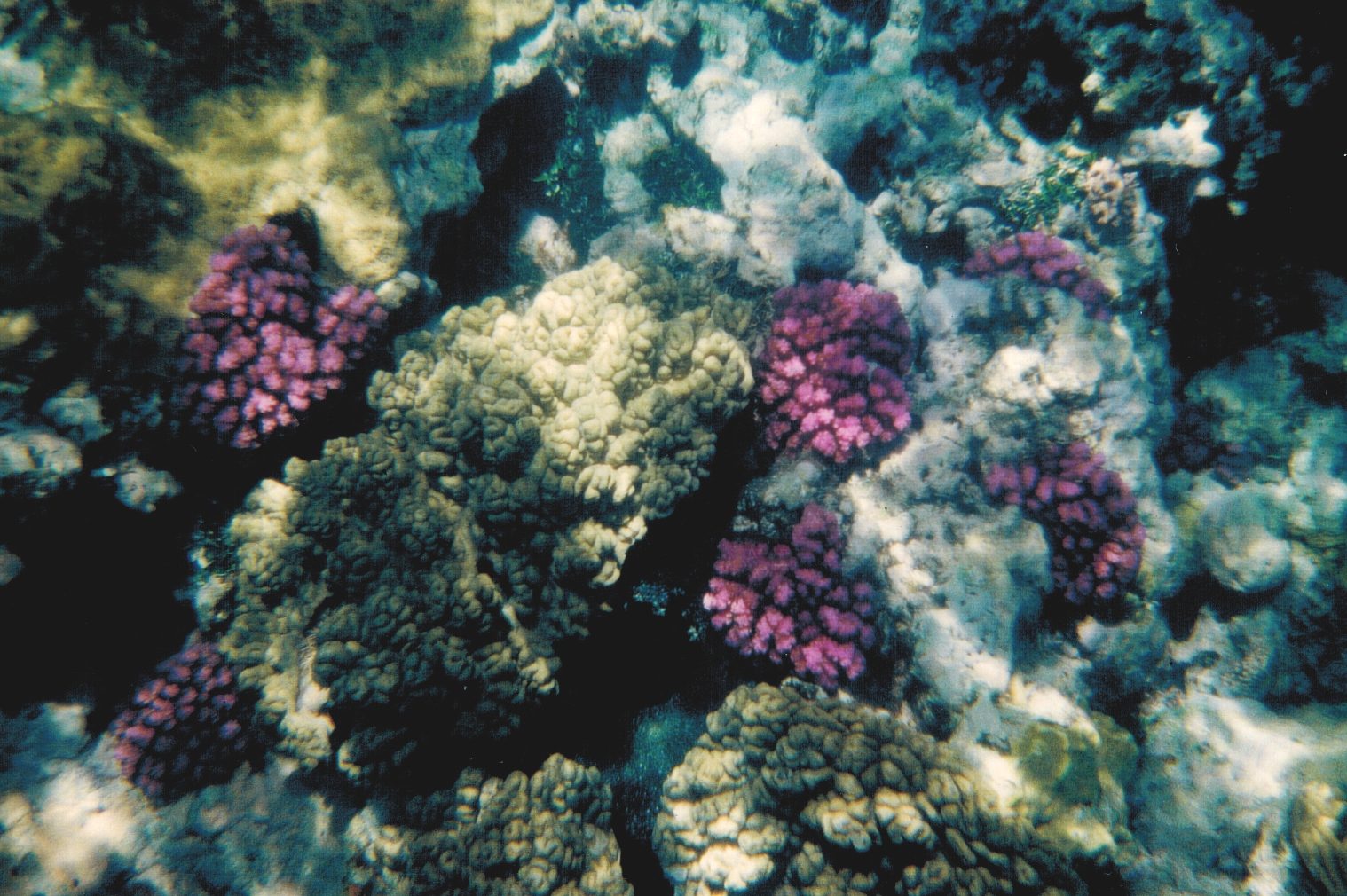Great Barrier Reef